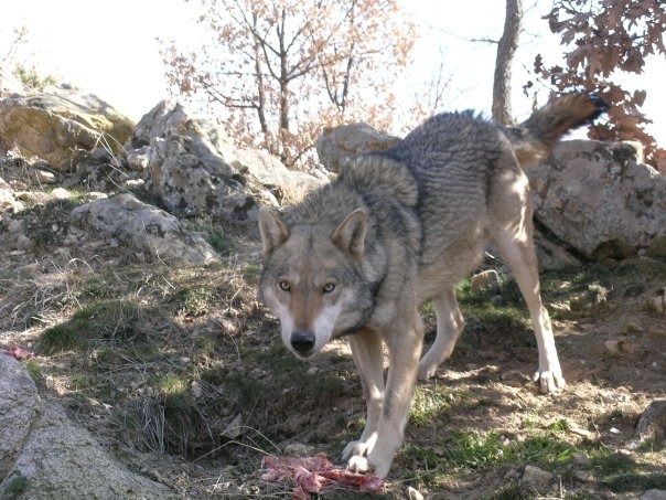 lupi Roma cinghiali Valeria Salvatori