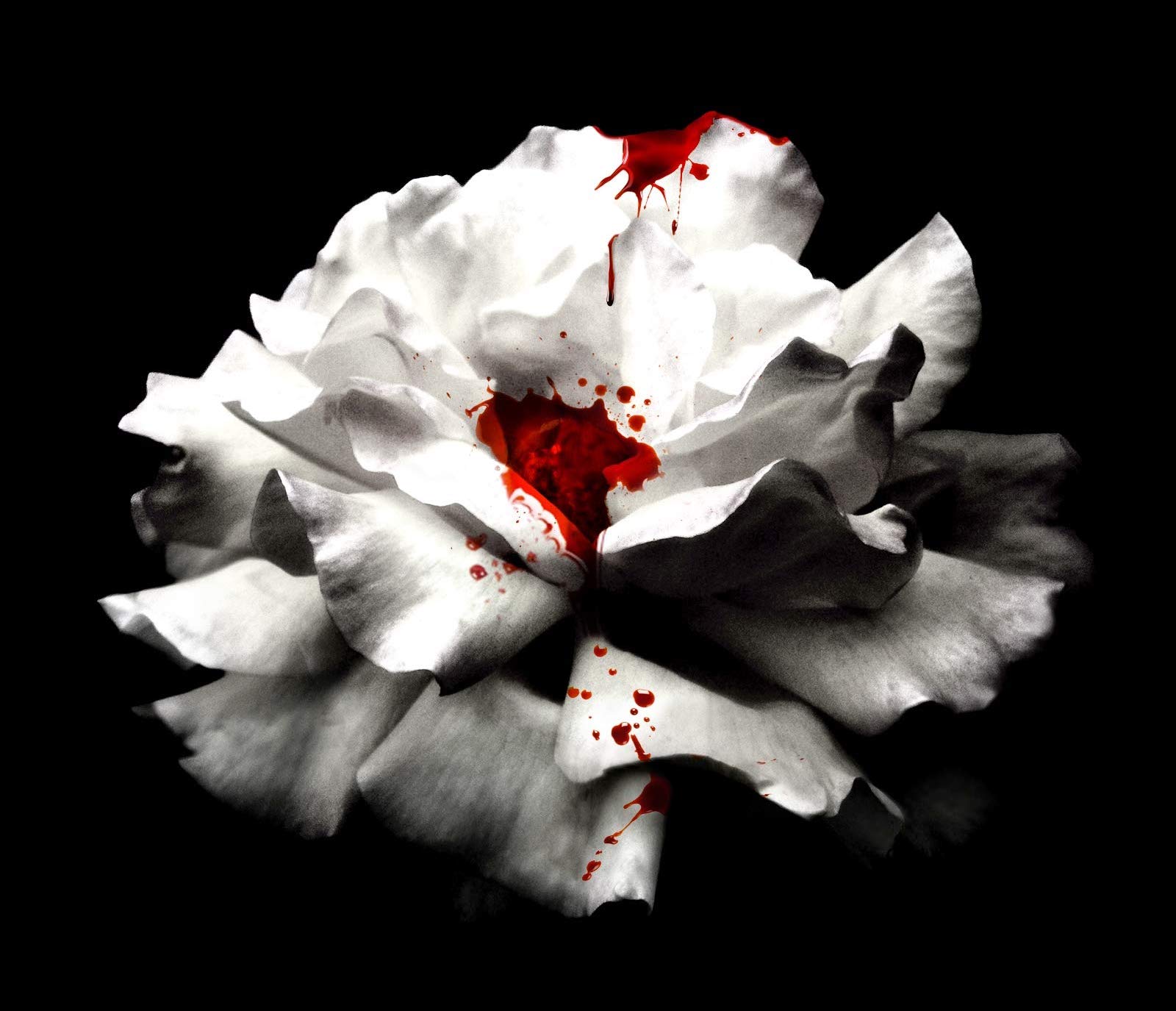 libri vampiri twilight