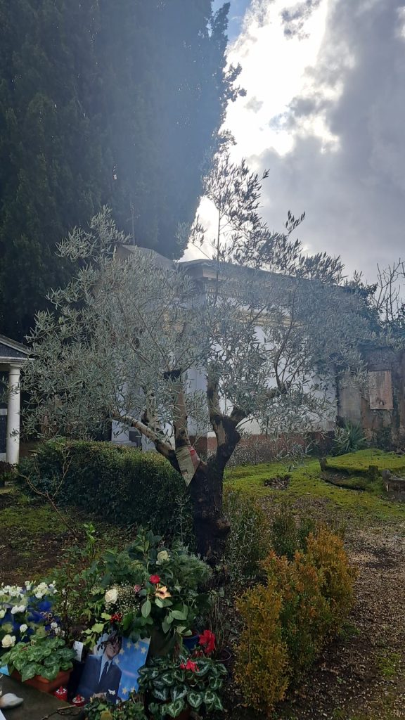 Commemorazione Sassoli <br>                             Una rosa che continua a fiorire